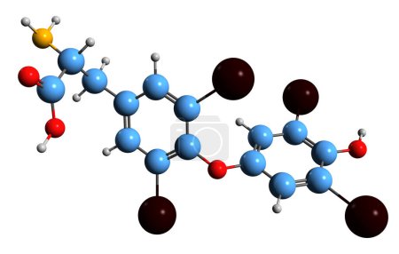 Téléchargez les photos : Image 3D de la formule squelettique thyroxine - structure chimique moléculaire de l'hormone thyroïdienne isolée sur fond blanc - en image libre de droit