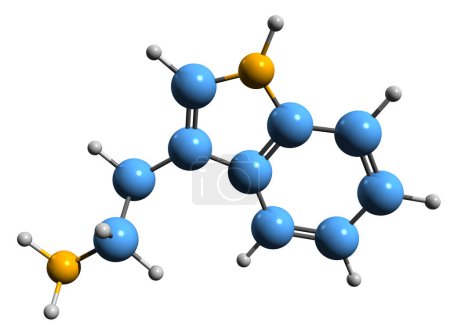 Foto de Imagen 3D de la fórmula esquelética de triptamina: estructura química molecular del metabolito de la indolamina aislado sobre fondo blanco - Imagen libre de derechos