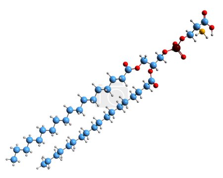 Téléchargez les photos : Image 3D de la formule squelettique phosphatidylsérine - structure chimique moléculaire du phospholipide isolé sur fond blanc - en image libre de droit