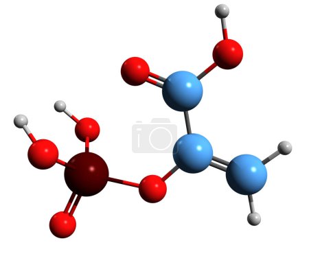 Téléchargez les photos : Image 3D de la formule squelettique de l'acide phosphoénolpyruvique - structure chimique moléculaire du 2-phosphoénolpyruvate isolé sur fond blanc - en image libre de droit