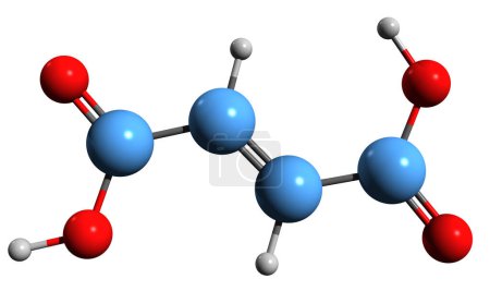Photo for 3D image of Fumaric acid skeletal formula - molecular chemical structure of Ethylenedicarboxylic acid isolated on white background - Royalty Free Image