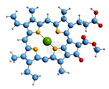 Foto de Imagen 3D de Clorofilida una fórmula esquelética - estructura química molecular de la clorofila a precursores aislados sobre fondo blanco - Imagen libre de derechos