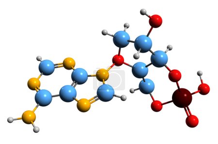 Téléchargez les photos : Image 3D de la formule squelettique monophosphate d'adénosine cyclique - structure chimique moléculaire du second AMPc messager isolé sur fond blanc - en image libre de droit