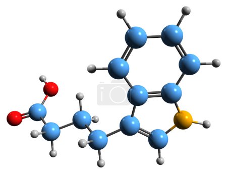 Téléchargez les photos : Image 3D de la formule squelettique de l'acide indo-3-butyrique - structure chimique moléculaire de l'hormone végétale Acide indolébutyrique isolé sur fond blanc - en image libre de droit