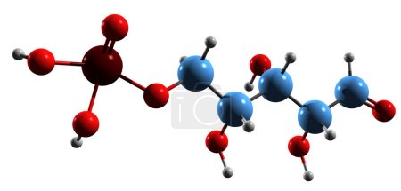 Foto de Imagen 3D de la fórmula esquelética de Ribosa 5-fosfato - estructura química molecular de la vía de pentosa fosfato intermedia aislada sobre fondo blanco - Imagen libre de derechos