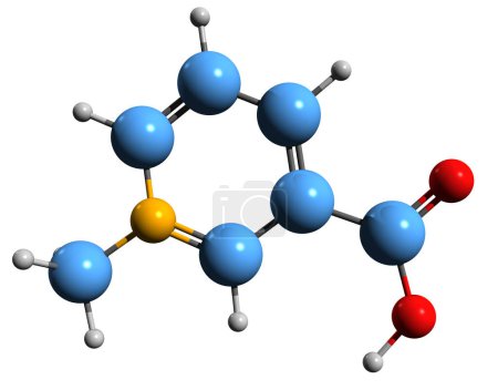 Photo for 3D image of Trigonelline skeletal formula - molecular chemical structure of icotinic acid N-methylbetaine isolated on white background - Royalty Free Image