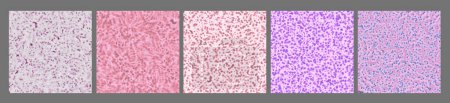 Téléchargez les photos : Ensemble de structures d'échantillons histologiques - Visualisation de la section transversale des tissus - Modèles d'anatomie microscopique - en image libre de droit