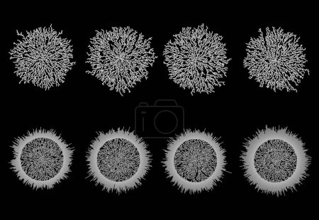 Photo for Cellular Automaton Diffusion-Limited Aggregation Structures Set - Visualization of Brownian Trees Templates - Royalty Free Image