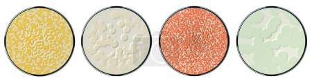 Foto de Cultivos bacterianos en placas Petri - tipos de cultivos celulares en Petri de vidrio - patrón de crecimiento bacteriano - Imagen libre de derechos