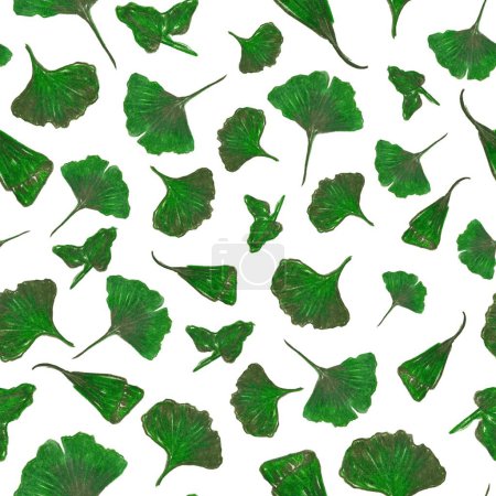 Photo for Beautiful Gingko Leaves on white background. Raster seamless background. Green Gingko leaves. Nature seamless background - Royalty Free Image