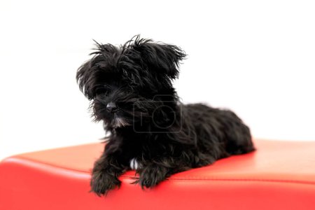 Photo for Black Yorktese puppy dog wakeful on red sofa and ready to play, Isolated on white background with copy space. Breed from Maltese and Yorkshire Terrier dogs. - Royalty Free Image