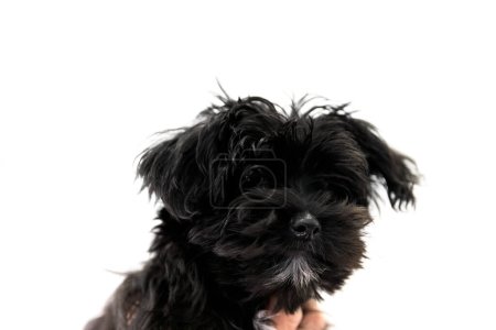 Photo for Black Yorktese puppy on white background with copy space. Breed from Maltese and Yorkshire Terrier dogs. - Royalty Free Image