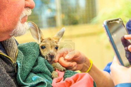 Photo for Coober Pedy, South Australia -Aug 27, 2019: A guided tour takes visitors and families to meet an orphaned kangaroo at Coober Pedy Kangaroo Sanctuary, a wildlife refuge in Australias outback. - Royalty Free Image