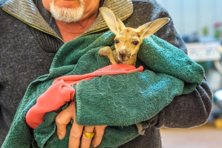 Foto de Coober Pedy, Australia Meridional - Agosto 27, 2019: Una visita guiada lleva a visitantes y familias a conocer a un canguro huérfano joey en Coober Pedy Kangaroo Sanctuary, un refugio de vida silvestre en el interior de Australias. - Imagen libre de derechos