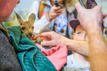 Photo for Coober Pedy, South Australia -Aug 27, 2019: An up close and personal encounter with a newborn kangaroo joey is offered to visitors on a tour of Coober Pedy Kangaroo Sanctuary. - Royalty Free Image