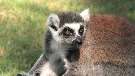 Photo for Close up of an African ring-tailed lemur of Madagascar. Lemur catta species endemic to the island of Madagascar in Africa. - Royalty Free Image