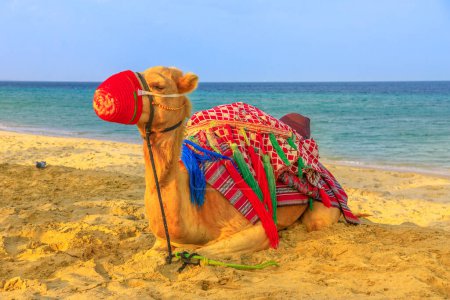 Foto de Camello relajante en la playa de Khor al Udaid en el Golfo Pérsico, al sur de Qatar con el mar de fondo. Paseo en camello es un recorrido popular en Oriente Medio, Península Arábiga. - Imagen libre de derechos