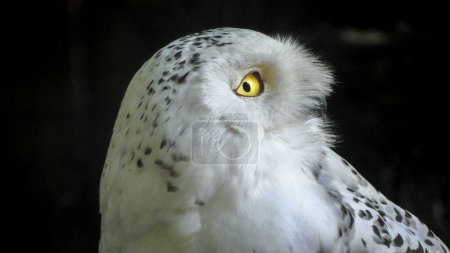 Photo for Close-up head of nocturnal snowy owl or polar owl. Bubo scandiacus species from Arctic regions of North America and the Palearctic. Falconry birds of prey. Adult female. - Royalty Free Image
