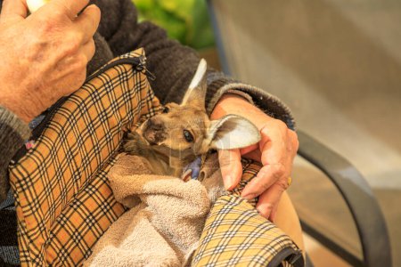 Photo for Coober Pedy, South Australia, Australia - Aug 28, 2019: orphaned joey kangaroo feeding during the tour in The Kangaroo Orphanage. A baby kangaroo rescue center. Feeding small orphaned kangaroo. - Royalty Free Image