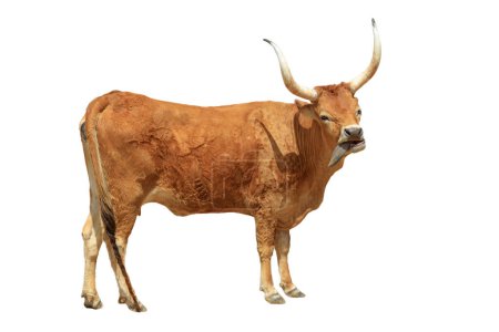Foto de El ganado de cuerno largo es realmente un símbolo de la frontera occidental y sigue siendo una parte vital de la industria de la carne de vacuno en los Estados Unidos. Vaca Longhorn aislada sobre fondo blanco. - Imagen libre de derechos