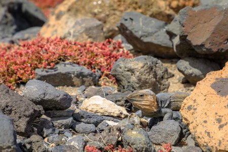 Téléchargez les photos : Gallotia stehlini est une grande espèce de lézard que l'on ne trouve que sur l'île de Gran Canaria. Il a un aspect distinct et un comportement intéressant, ce qui en fait une créature couramment étudiée et observée. - en image libre de droit