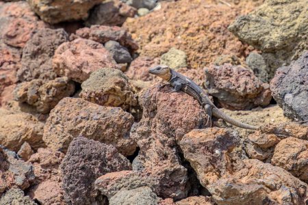 Gallotia stehlini is a giant lizard species found exclusively on Gran Canaria island. It has a distinctive appearance and intriguing behavior, which makes it a sought-after subject for research and