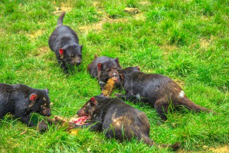 Photo for Tasmanian devils, Sarcophilus harrisii, hunting prey in Tasmania on grass. Tasmanian devils is a Australian marsupials and icon of Tasmania. - Royalty Free Image
