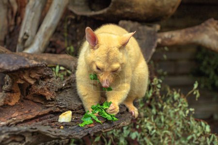 Foto de Zarigüeya dorada comiendo hierba. El color es una mutación genética, sus vidas solo en Tasmania. Es un marsupial semiarbóreo nocturno, impermeable con una cola semiprensil. - Imagen libre de derechos