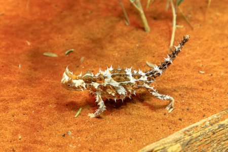 Photo for Thorny devil, Moloch horridus, on red sand in Desert Park at Alice Springs, Northern Territory, Central Australia. Insectivorous, they feed on small ants. - Royalty Free Image