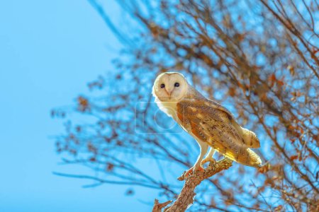 Foto de Barn owls, Tyto alba, ave nocturna en un árbol en el cielo azul. Puede mover su cabeza en casi cualquier dirección sin mover el cuerpo. Parque del Desierto en Alice Springs, Territorio del Norte, Australia Central. - Imagen libre de derechos