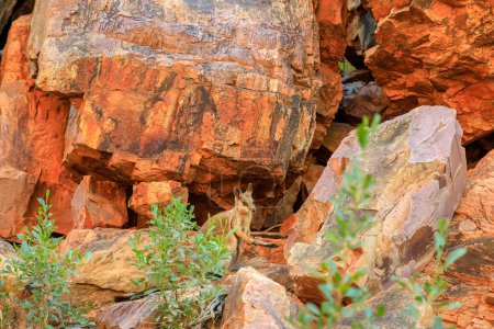 Photo for Black-footed rock wallaby standing on rocky walls along the walking track into Simpsons Gap, West MacDonnell Ranges National Park, Northern Territory, Central Australia. Australian outback wildlife. - Royalty Free Image