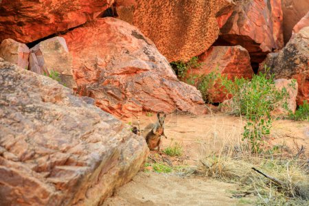 Photo for Australian outback wildlife. Black-footed rock wallaby on dry riverbed along the walking track into Simpsons Gap, West MacDonnell Ranges National Park, Northern Territory, Central Australia. - Royalty Free Image