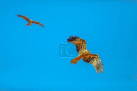 Téléchargez les photos : Deux cerfs-volants siffleurs, Haliastur sphenurus, avec des plumes brun gingembre vole contre le ciel bleu. Desert Park à Alice Springs, Territoire du Nord, Australie centrale. Vu d'en bas. - en image libre de droit
