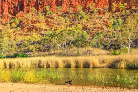 Australischer Darter fliegt über das permanente Wasserloch der Glen Helen Gorge am Finke River, einem wichtigen Zufluchtsort für Wasservögel. West MacDonnell Range, Northern Territory, Zentralaustralien.