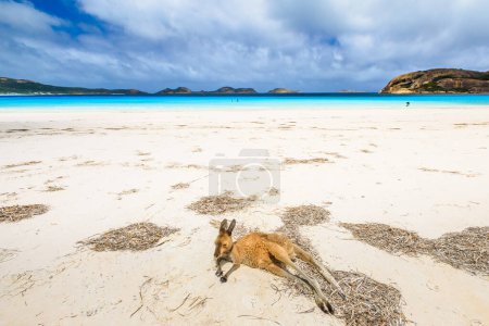 Photo for Kangaroo lying on pristine and white sand of Lucky Bay in Cape Le Grand National Park, near Esperance in Western Australia. Lucky Bay is one of Australias most well-known beaches known for kangaroos. - Royalty Free Image
