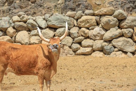 Longhorn beef cattle played significant role in American West development, symbol of the US history. Longhorn cattle can survive on poor-quality forage, making them ideal choice in arid regions farms.