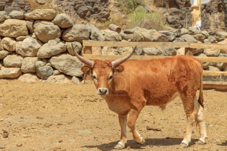 Longhorn beef herd, while their meat may have been considered fatty in the past, today Longhorn beef is sought after for its superior meat quality and nutrition.