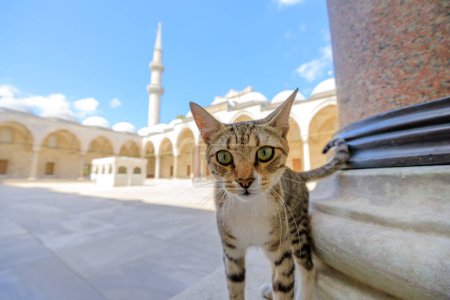 Téléchargez les photos : Dans le cadre serein de la cour des mosquées Suleymaniye en Turquie, un chat se déplace avec une élégante nonchalance. Son manteau, une tapisserie d'ombres et de lumière, brille sous le soleil turc. - en image libre de droit