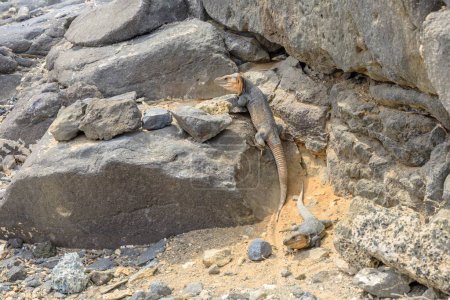 Gallotia stehlini große Eidechse nur auf vulkanischen Felsen von Gran Canaria auf den Kanarischen Inseln gefunden. Sie liebt es, sich zu sonnen und verfügt über einzigartige Merkmale und Verhaltensweisen, die ihr helfen, in dieser Umgebung zu überleben.