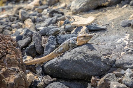 Riesenechse Gallotia stehlini von Gran Canaria auf den Kanaren. Ihre Reproduktion, Ökologie und Evolution sind Gegenstand laufender Forschung, die die Bedeutung des Studiums der Inselbiologie und Biogeographie hervorhebt..