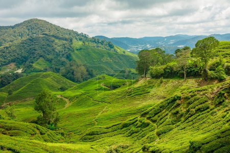 Foto de Magníficas vistas aéreas de las plantaciones de té malasias Cameron Highlands. Hogar de algunas de las mejores hojas de té del mundo, el paisaje está lleno de colinas verdes y abundantes plantas de té a través de acres de tierra. - Imagen libre de derechos