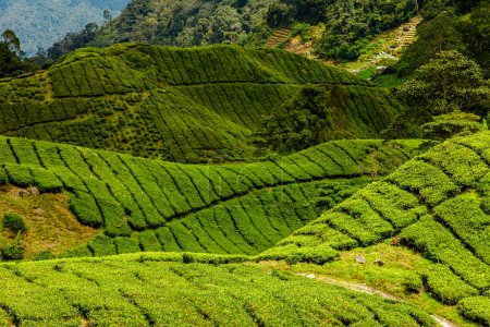 Foto de Aerial view of Cameron Highlands of Malaysian plantations. Fields spanning hundreds of acres with green tea bushes, producing some of world highest quality tea leaves. The scenery is breathtaking. - Imagen libre de derechos