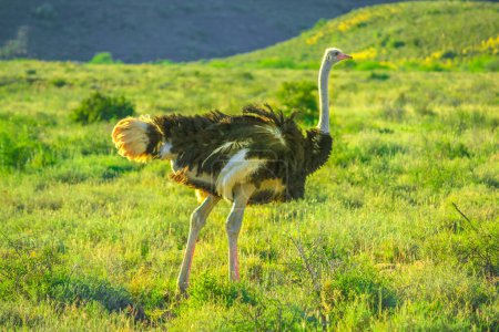 primer plano de un avestruz salvaje en el Parque Nacional Karoo hierba. Beaufort West en Sudáfrica.