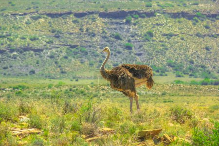 one wild ostrich in the grass plan of Karoo National Park grass. Beaufort West in South Africa.
