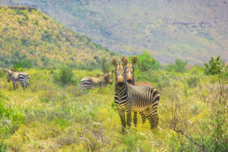 Herd of wild Mountain zebras in the grass plain of Karoo National Park. Beaufort West in South Africa.
