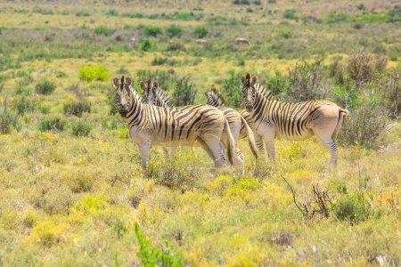 Photo for Herd of wild Chapman zebras in the grass plain of Karoo National Park. Beaufort West in South Africa. - Royalty Free Image