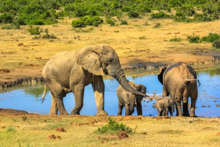 Famille d'éléphants d'Afrique à une piscine en saison estivale dans le parc national d'Addo Elephant. Addo Park est situé au Cap oriental, près de Port Elizabeth, en Afrique du Sud est une destination célèbre pour le safari africain