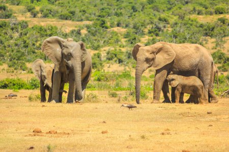 Dos parejas de elefantes africanos, mamá con pequeño, en Addo Elephant National Park en Eastern Cape, cerca de Port Elizabeth, Sudáfrica. Addo Park es un famoso destino de safari para elefantes.