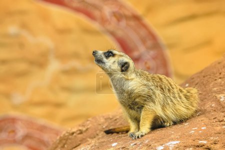 Meerkat or suricate on sand background. Suricata Suricatta species from mongoose family Herpestidae. Isolated on sand background.