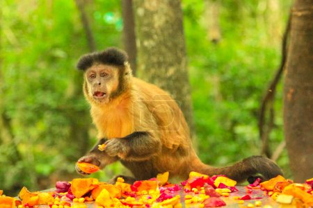 Foto de Tufter o mono capuchino marrón comiendo frutas en el bosque, especies de Cebus Apella que viven en América del Sur, entre Colombia y Venezuela a la selva amazónica meridional. - Imagen libre de derechos